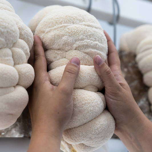 Cuisiner la crinière de lion : un jeu d'enfant!