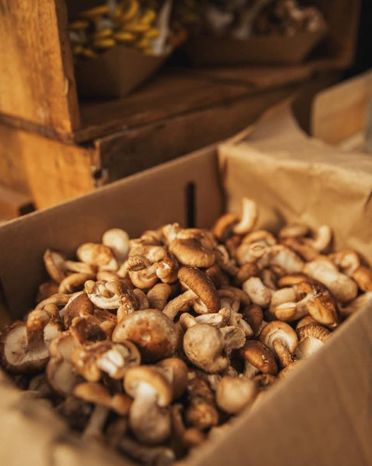 Le shiitake : un petit champignon qui fait une grande différence dans vos recettes