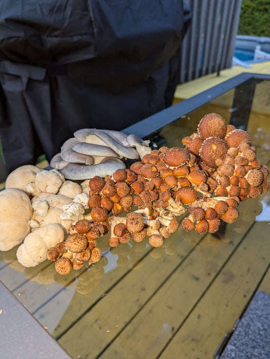 Foire aux questions - Culture de champignons extérieure avec des blocs usagés