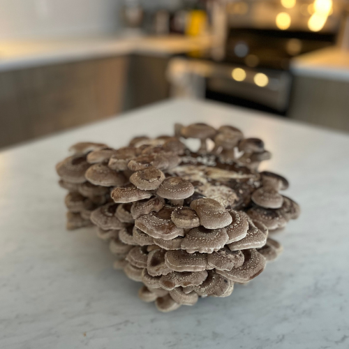 Shiitake - Bloc de culture de champignons