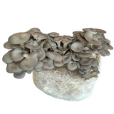 Champignon pleurote gris