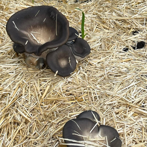 Lot de 10 blocs de culture usagés mixte - 30$ (voir description du produit)