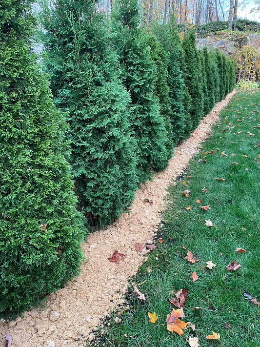 Lot de 30 blocs de culture de shiitakes usagés - 30$ (voir description du produit)