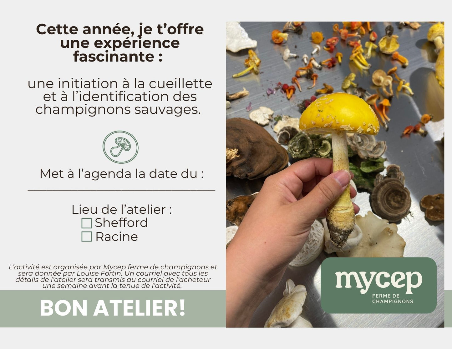 Initiation à la cueillette et à l’identification des champignons sauvages (14 ans et +) - Région de Racine avec possibilité de changement vers Shefford