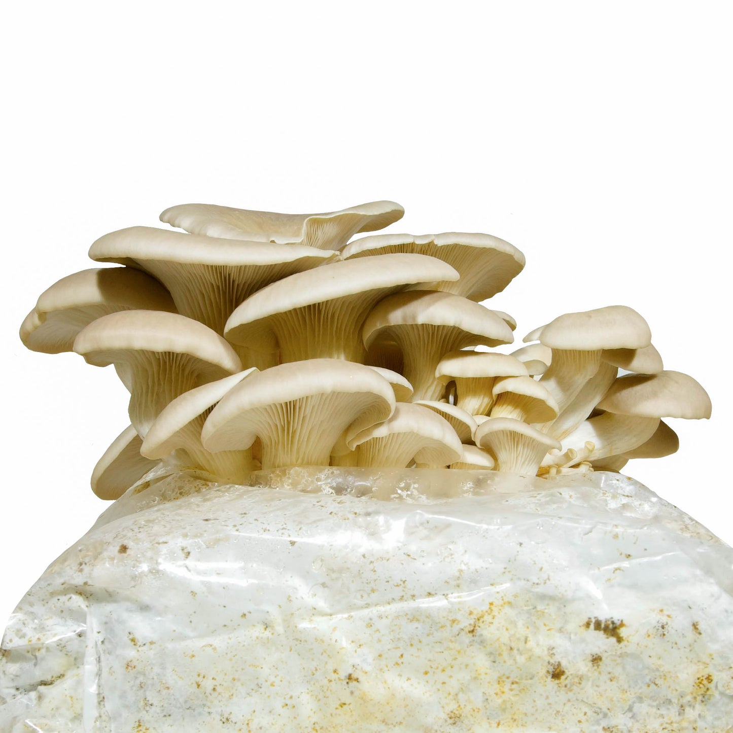 Le champignon pleurote blanc est le champignon de la polyvalence. On l'utilise à toute les sauces : dans vos sandwichs, sur vos pizzas, dans vos pâtes.