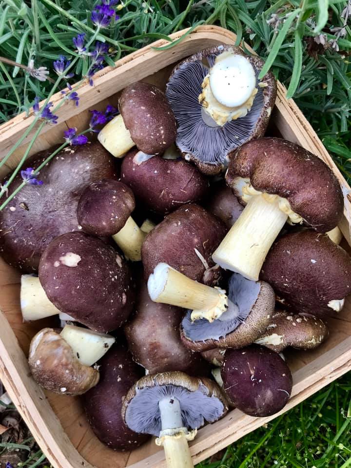 PRÉCOMMANDE - Mycélium de strophaire rouge vin