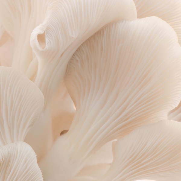 Pleurote cultivée au Québec en agriculture urbaine durable avec une approche écoresponsable visant le zéro déchet.