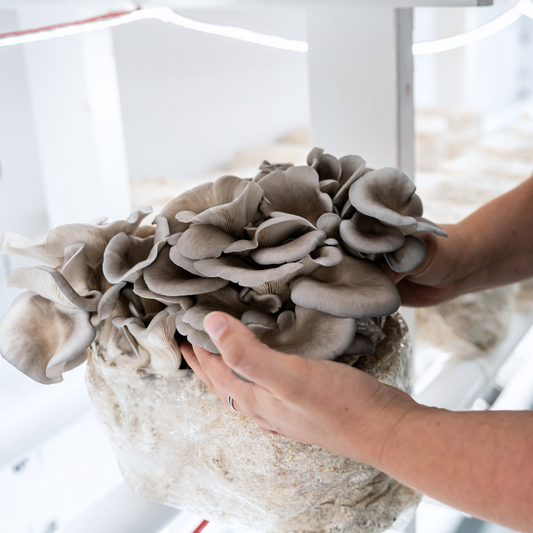 Ouverture de poste :Myciculteur.trice et responsable adjoint.e de la commercialisation