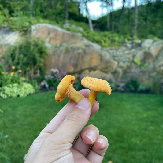 La chanterelle sauvage : la trouvaille dorée des bois!