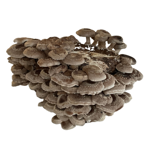 Champignon Shiitake