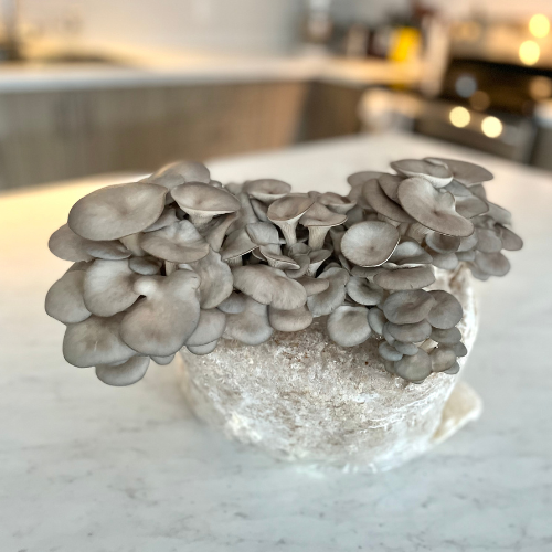 Pleurote gris - Bloc de culture de champignons