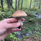 Initiation à la cueillette et à l’identification des champignons sauvages - Shefford