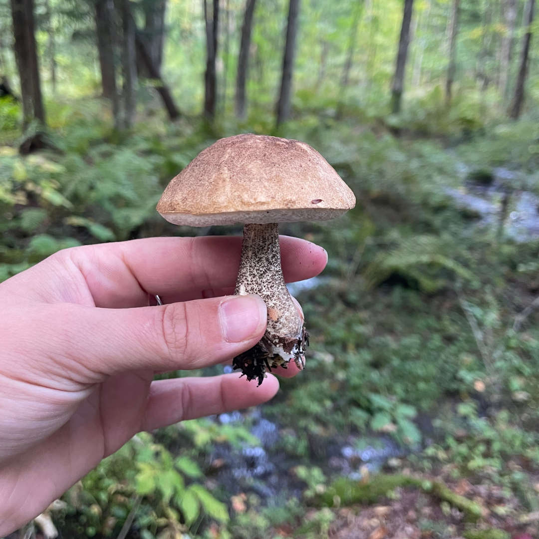 Initiation à la cueillette et à l’identification des champignons sauvages - Shefford