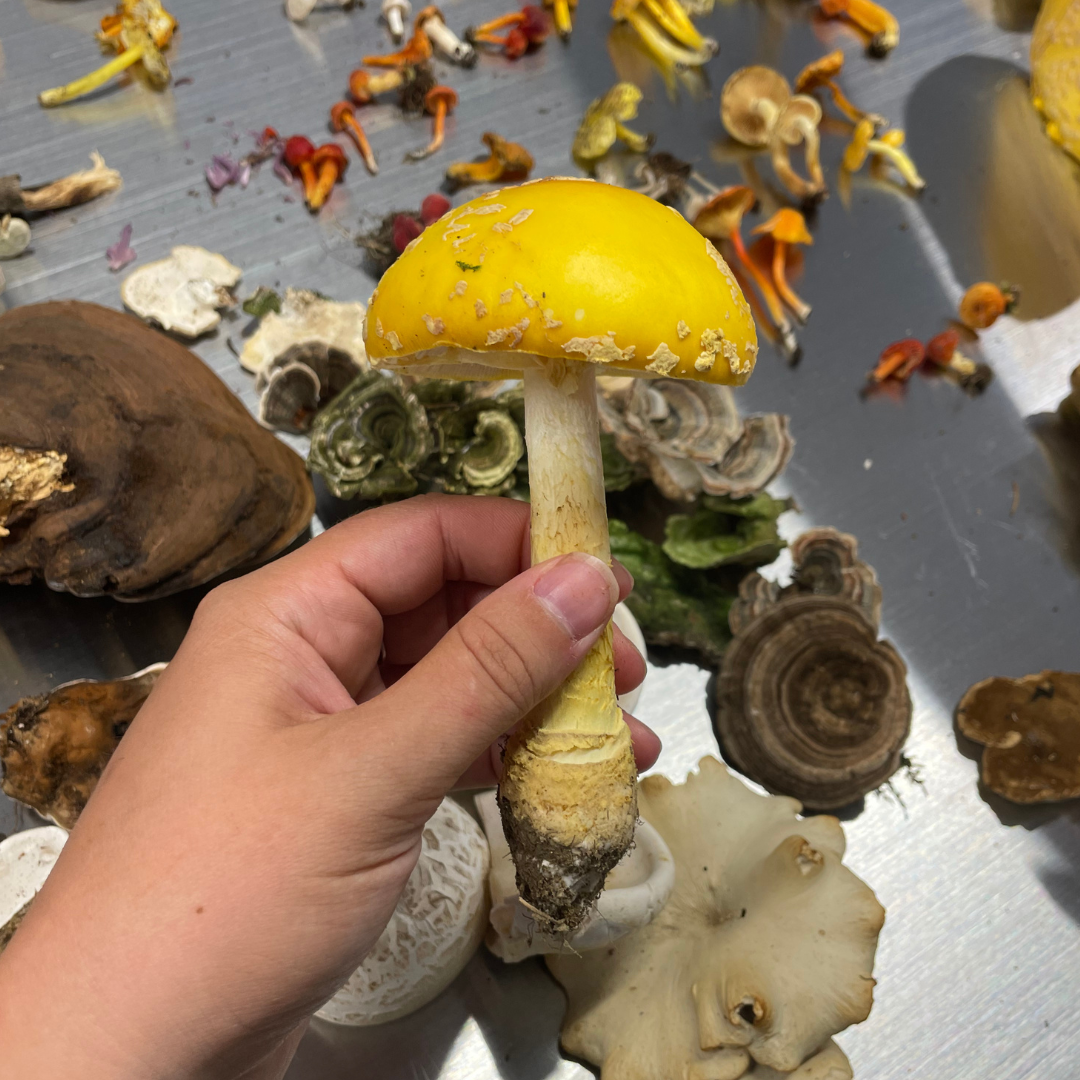Initiation à la cueillette et à l’identification des champignons sauvages - Région de Racine