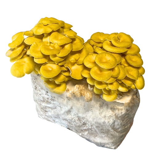 Champignon pleurote jaune