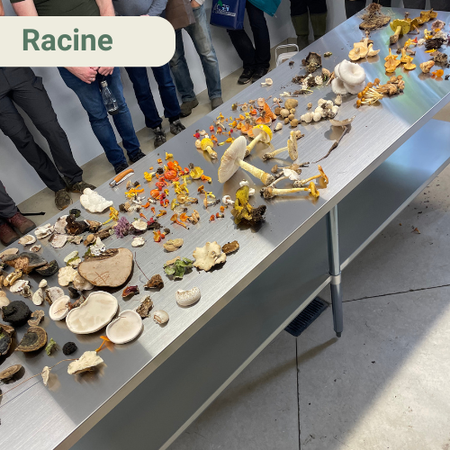 Initiation à la cueillette et à l’identification des champignons sauvages - Région de Racine