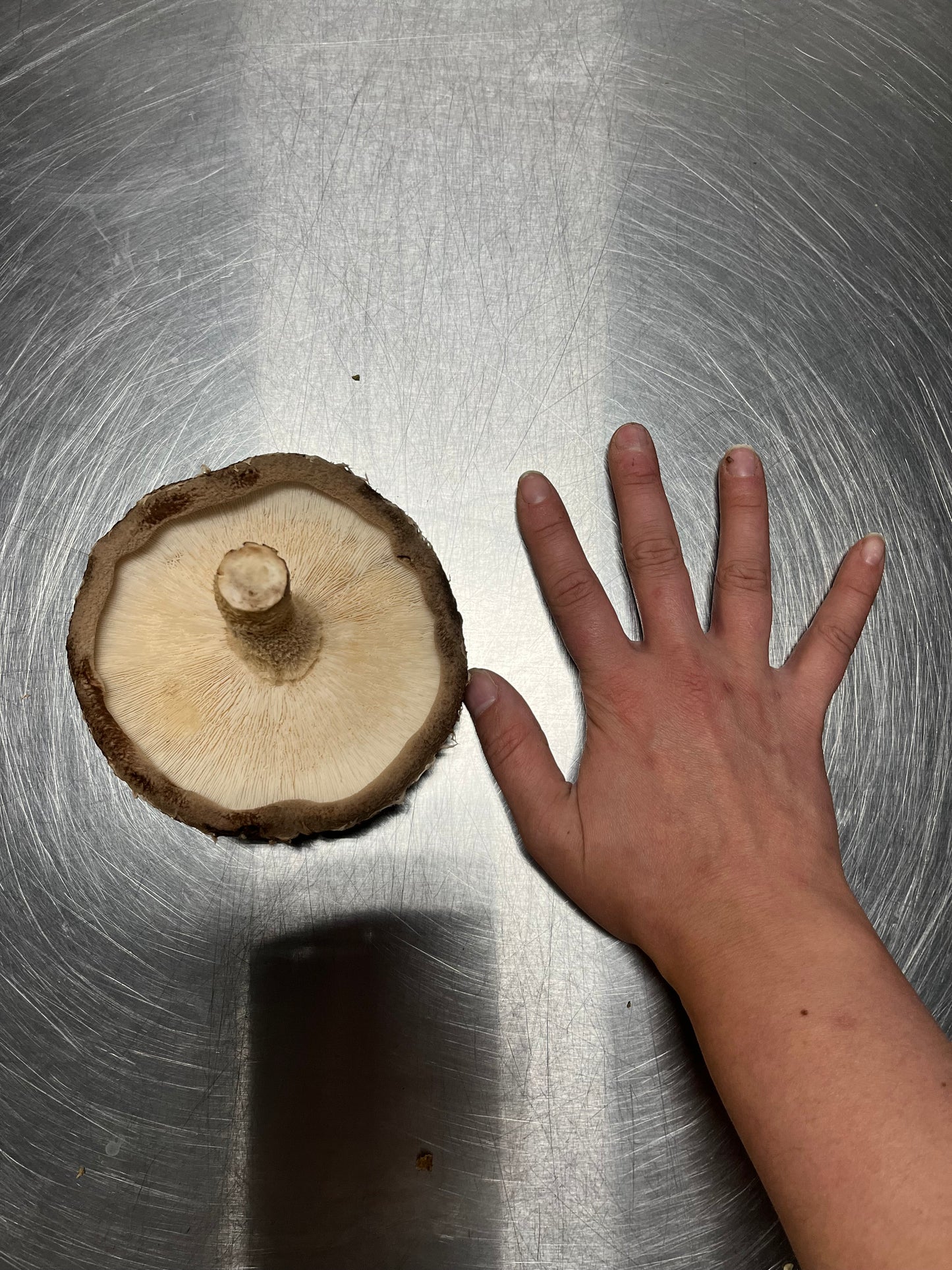 Lot de 30 blocs de culture de shiitakes usagés - 30$ (voir description du produit)