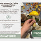 Initiation à la cueillette et à l’identification des champignons sauvages - Shefford
