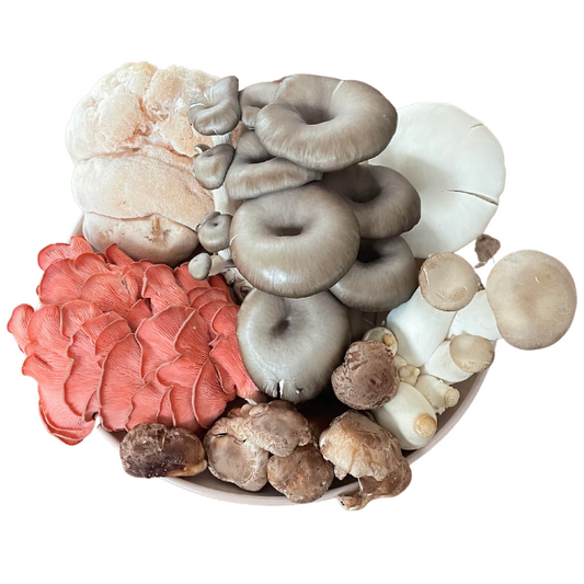 Vous êtes plutôt curieux et gourmand? Vous ne savez pas par où commencer avec tous les choix de champignons disponibles? On a la solution : optez pour un panier découverte! Il saura alimenter votre curiosité et assouvir toutes vos envies champignonnesques!!