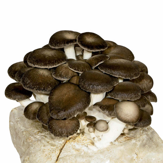 Le champignon pleurote Black pearl est un trésor pour le monde de la gastronomie. Ce champignon est délicieux et cultivé de manière écoresponsable. 