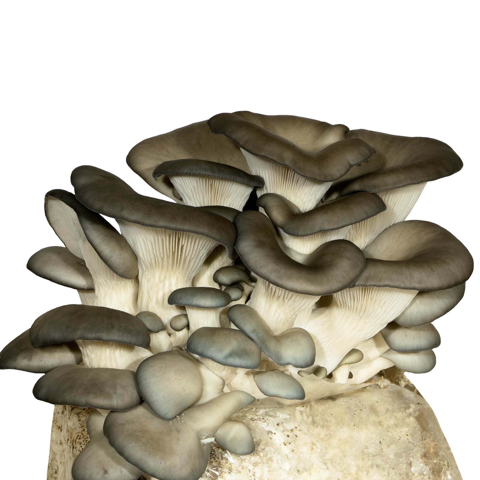 Le champignon pleurote bleu est un choix génial! Vous pourrez l'utiliser dans tous vos plats afin d'y ajouter une texture et une saveur agréable. 